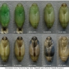 pol icarus pupa11 volg1